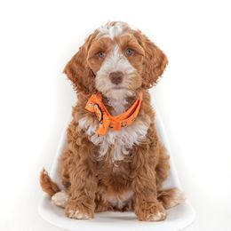 Pink Collar Girl - Caramel female Australian Labradoodle puppy in Statesville, North Carolina from Rose Cottage Labradoodles