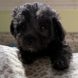 Maltese and Maltipoo Puppies from BeachRidge Pups
