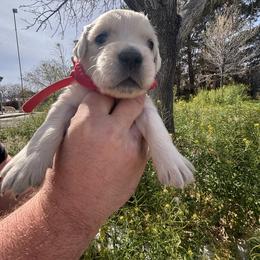 Red boy - Light golden male Golden Retriever puppy in Pahrump, Nevada from Southern Nevada Goldens