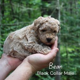 Bean - Cream male Goldendoodle puppy in Shushan, New York from Barnwood Doodles