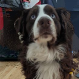 Gunner - Australian Shepherd