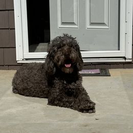 Brandy - Labradoodle