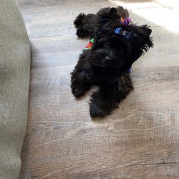 Aurora - Yorkshire Terrier