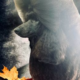 Smooch - Poodle