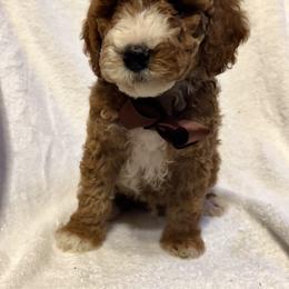 Benito - Red  male Goldendoodle puppy in Mint Hill, North Carolina from DoodleForever
