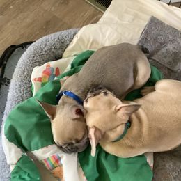 French Bulldog Puppies from Lucinda's Frenchies