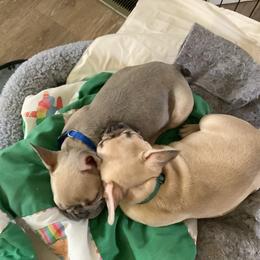 French Bulldog Puppies from Lucinda's Frenchies