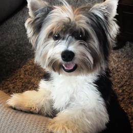 Duke Wilson - Biewer Terrier