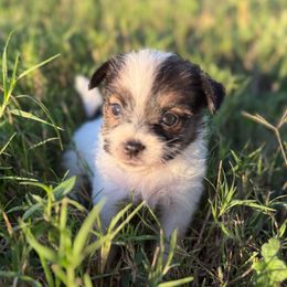 King - Tri-color male Russell Terrier puppy in Lakehills, Texas from Simply Southern Retrievers, LLC