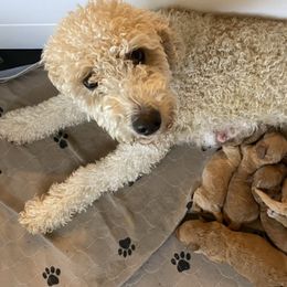 Lucy - Goldendoodle