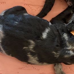 Goldendoodle Puppies from Goodyear golden doodles