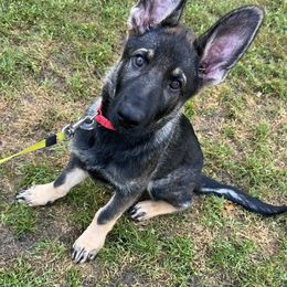 German Shepherd Puppies from Paws Of Germany
