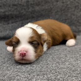 Red Velvet - Red male Havanese puppy in Marysville, Ohio from Sweet Confections Havanese