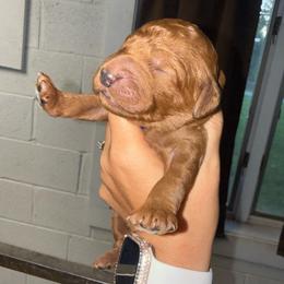 Blue Collar - Red  male Goldendoodle puppy in Winchester, Tennessee from Mahaffey’s Doodles