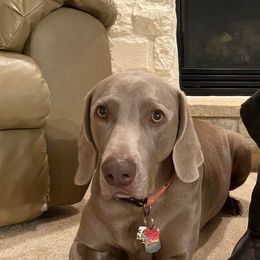 Weimaraners from georgous weimaraner's and other pure breds