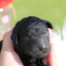 Oliver - Black male Poodle puppy in Ephrata, Washington from NCR Ranch