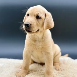 Light Blue - Yellow male Labrador Retriever puppy in San Diego County, California from Travis’ Chocolate Labradors