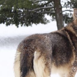 German Shepherds from Endless Mountains German Shepherds