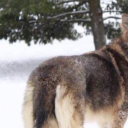 German Shepherds from Endless Mountains German Shepherds