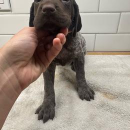 Blue Girl - Liver female German Shorthaired Pointer puppy in White Salmon, Washington from Holding Hands Farm