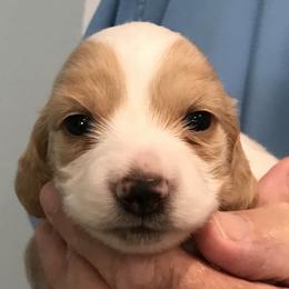 AKC Boy 1 - Piebald male Dachshund puppy in Bolivar Peninsula, Texas from A and G Dachsunds