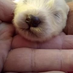 Samoyed Puppies from Pyles Of Smiles
