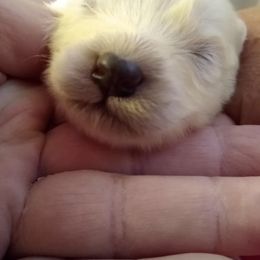 Samoyed Puppies from Pyles Of Smiles