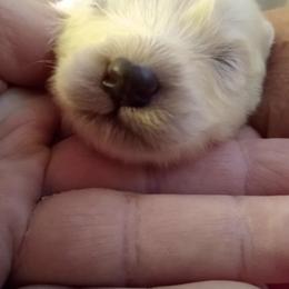 Samoyed Puppies from Pyles Of Smiles