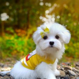 Companion Cross, Mal-Shi, Maltese, Maltipoo, Morkie, and Shih Tzu Puppies from Seeking Shalom Acres Maltese, Maltipoos & Havamalts