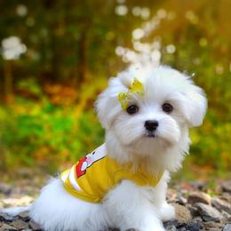 Companion Cross, Mal-Shi, Maltese, Maltipoo, Morkie, and Shih Tzu Puppies from Seeking Shalom Acres Maltese, Maltipoos & Havamalts
