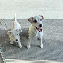 Boy 2 Milky - White male Jack Russell Terrier puppy in California from Kimberlite