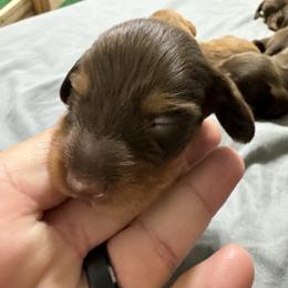 Dachshund Puppies from Johnson’s Weiner Farm