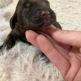 Chief - Liver male Pudelpointer puppy in Lakehills, Texas from Simply Southern Retrievers, LLC