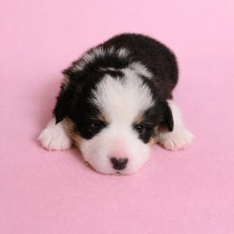 Rose (Rosie) - Black and tan female Pembroke Welsh Corgi puppy in Ramona, Oklahoma from Eden Farms Corgis