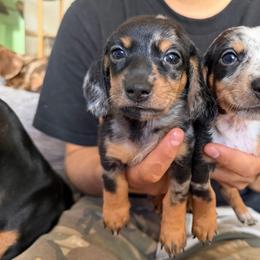 King - Dapple male Dachshund puppy in Los Angeles, California from Dachshunds of the Desert
