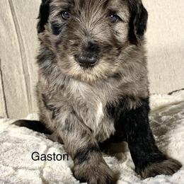 Assorted Doodle Crosses, Bernedoodle, Cockapoo, Double Doodle, Goldendoodle, and Golden Retriever Puppies from Hawk Mountain Doodles