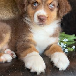 Axel - has tail-many videos - Red tri-color male Australian Shepherd puppy in Troy, South Carolina from Australian Shepherds of 3/W Farms