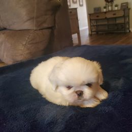 Strawberry - White female Pekingese puppy in Kingman, Arizona from Faithful companions