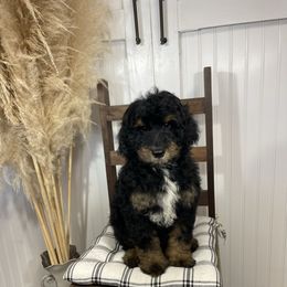 Remington - Phantom male Goldendoodle puppy in Hackleburg, Alabama from The Doodle Patch