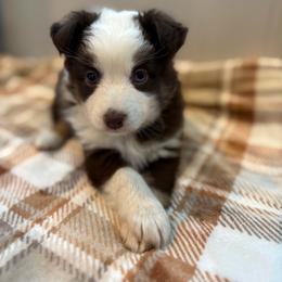 Red Tri Female - Red tri female Miniature Australian Shepherd puppy in Canton, Texas from M&M Aussies