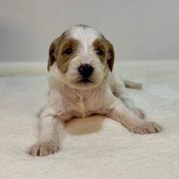 Peach - Parti female Goldendoodle puppy in Kenansville, North Carolina from J+A Family Doodles