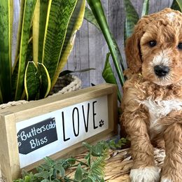 Butterscotch - Caramel red Labradoodle puppy in Chelan, Washington from North Cascades Doodles