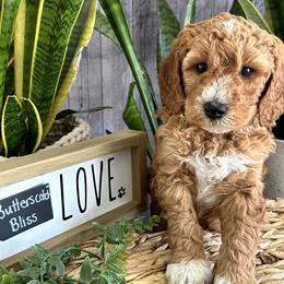 Butterscotch - Caramel red Labradoodle puppy in Chelan, Washington from North Cascades Doodles