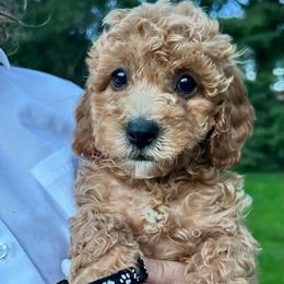 Black Chocolate - male Cavapoochon puppy in Clementon, New Jersey from PitterPatterPuppiesNJ