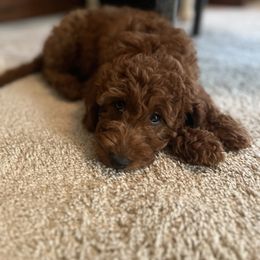 Bernedoodle and Goldendoodle Puppies from Brunsman Country Doodles LLC