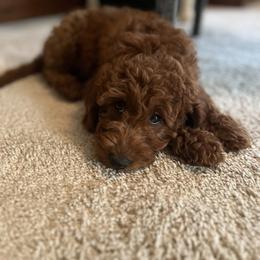 Bernedoodle and Goldendoodle Puppies from Brunsman Country Doodles LLC