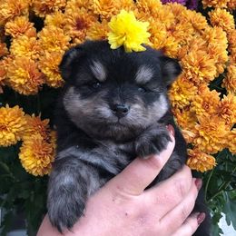 Pomsky Puppies from KP Pomskies LLC