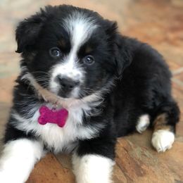 Aussiedoodles, Miniature Australian Shepherds, Pomeranians, and Toy Australian Shepherds from SBA Aussies