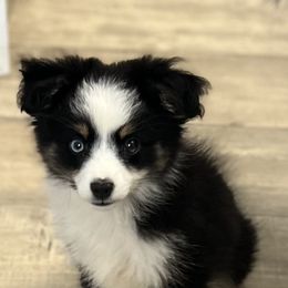 Mister - Black tri male Toy Australian Shepherd puppy in Greensboro, North Carolina from Rambling L Toy& Mini Aussies