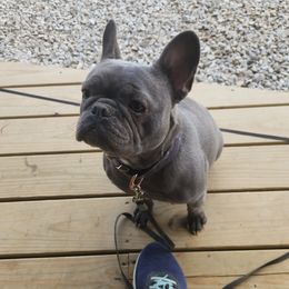 Gnomie - French Bulldog